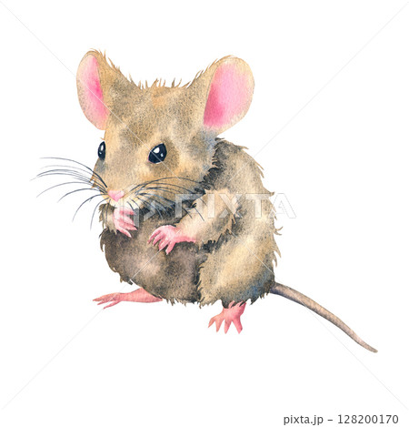 Watercolor illustration fluffy brown mouse with pink paws and ears, painted in cute and realistic style. For childrens products, storybooks, stationery, stickers, packaging, and animal-themed designs. Watercolor illustration fluffy brown mouse with pink paws and ears, painted in cute and realistic style. For childrens products, storybooks, stationery, stickers, packaging, and animal-themed designs. 128200170