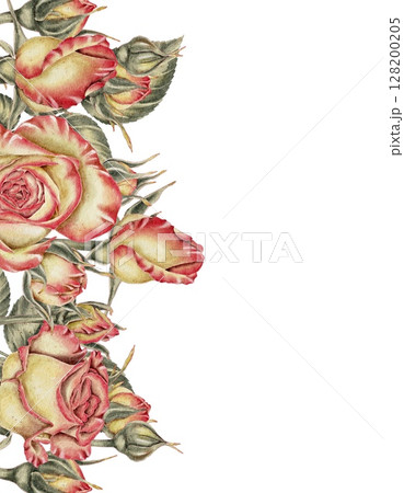 Yellow and pink roses and buds and green leaves composition on white. Watercolor illustration for cards, invitations, holidays Spring, birthday, Valentine's Day, wedding or Mother's Day. Yellow and pink roses and buds and green leaves composition on white. Watercolor illustration for cards, invitations, holidays Spring, birthday, Valentine's Day, wedding or Mother's Day. 128200205
