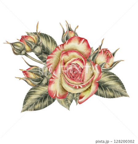 Yellow and pink roses, opened and closed buds leaf watercolor illustration. For decorating holidays, Mother's Day cards, Valentine's Day, weddings, birthdays, funerals in a realistic botanical style. Yellow and pink roses, opened and closed buds leaf watercolor illustration. For decorating holidays, Mother's Day cards, Valentine's Day, weddings, birthdays, funerals in a realistic botanical style. 128200302