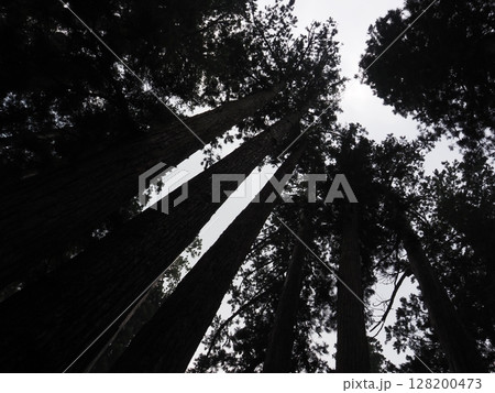 見上げた杉 見上げた杉 128200473