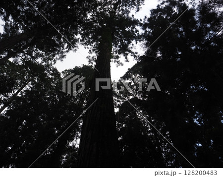見上げた杉 128200483