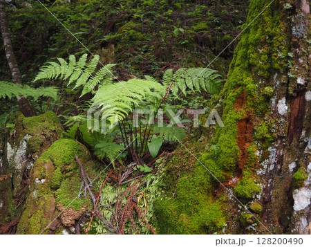 木の根元に生えるコケとシダ 128200490