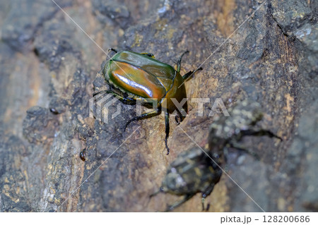 カナブン 128200686