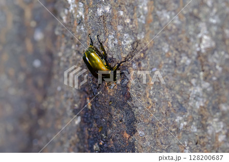 カナブン 128200687