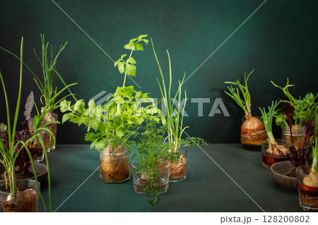 Growing from organic waste 128200802