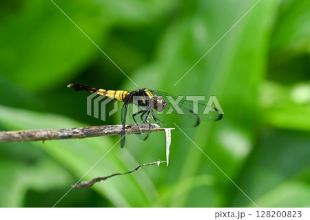 オオシオカラトンボのメス 128200823