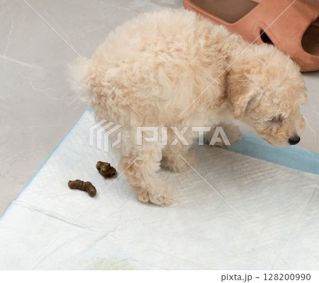 Small doggy make poop at home 128200990