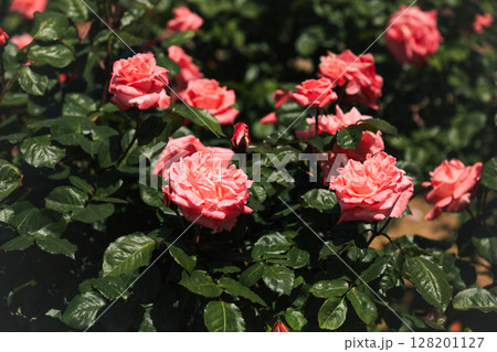 満開のオレンジ色のバラ 128201127