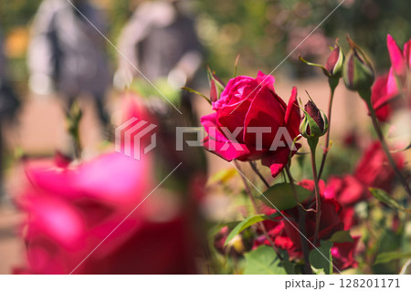 咲いている赤いバラ 咲いている赤いバラ 128201171