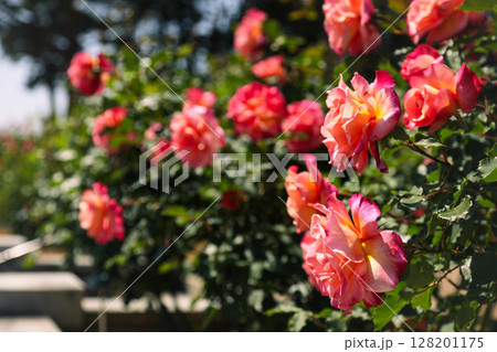 バラ園に咲いている赤いバラ バラ園に咲いている赤いバラ 128201175