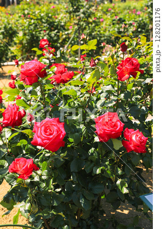 バラ園に咲いている赤いバラ バラ園に咲いている赤いバラ 128201176
