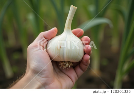 Big garlic vegetable garden, farm, seedlings, plants, vegetables. AI Generative 128201326