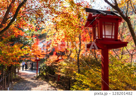 秋の光に照らされた鍬山神社の赤い献灯篭と紅葉の小道。京都府、亀岡市 秋の光に照らされた鍬山神社の赤い献灯篭と紅葉の小道。京都府、亀岡市 128201482