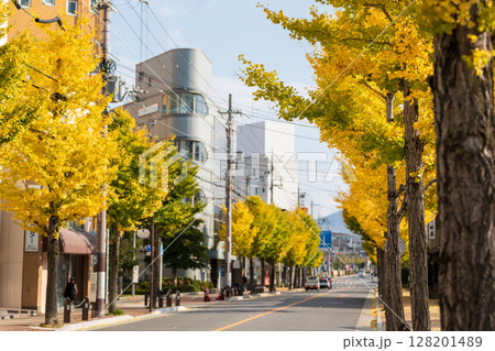 クニッテルフェルト通りの鮮やかな黄色いイチョウ並木。京都府、亀岡市 128201489