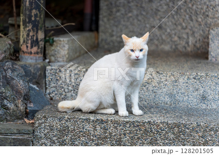 京都の路地裏、石段に座る美しい青い目を持つフレームポイントの白猫。京都府、京都市 128201505