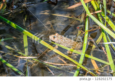 A large green frog sits in the marsh. A large green frog sits in the marsh. 128202175