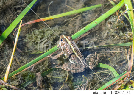 A large green frog sits in the marsh. A large green frog sits in the marsh. 128202176