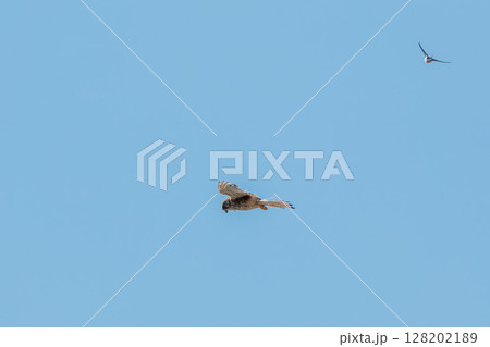 Common kestrel, Falco tinnunculus, hovered in the air in search of prey 128202189