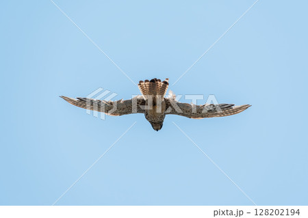 Common kestrel, Falco tinnunculus, hovered in the air in search of prey 128202194
