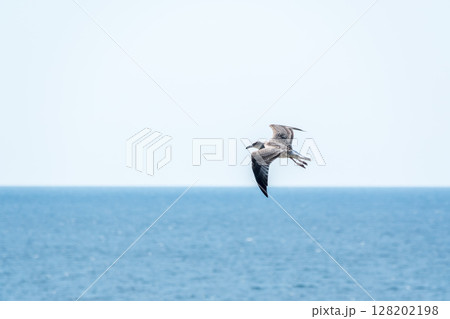Sea gull in the clear blue sky. Sea gull in the clear blue sky. 128202198