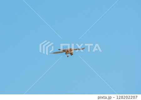 Common kestrel, Falco tinnunculus, hovered in the air in search of prey 128202207