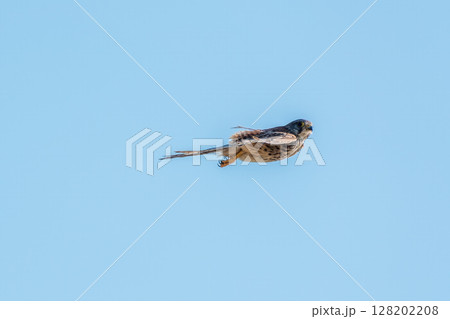 Common kestrel, Falco tinnunculus, hovered in the air in search of prey 128202208
