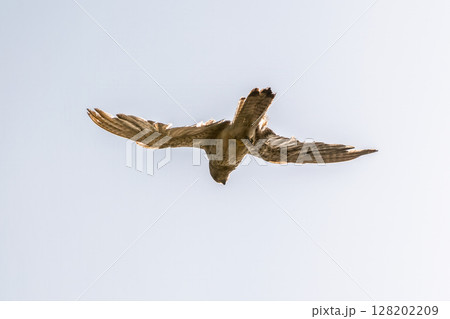 Common kestrel, Falco tinnunculus, hovered in the air in search of prey 128202209