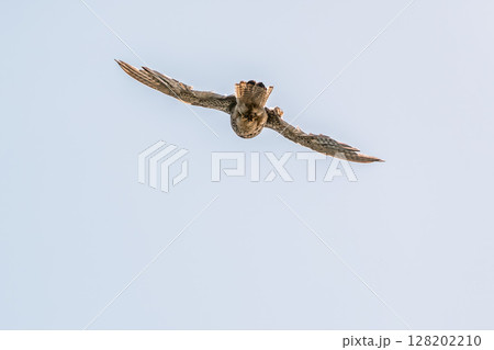 Common kestrel, Falco tinnunculus, hovered in the air in search of prey 128202210
