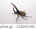 ヘラクレスオオカブト オス ヘラクレスオオカブト オス 128202365