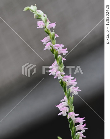 ネジバナの花 128202428