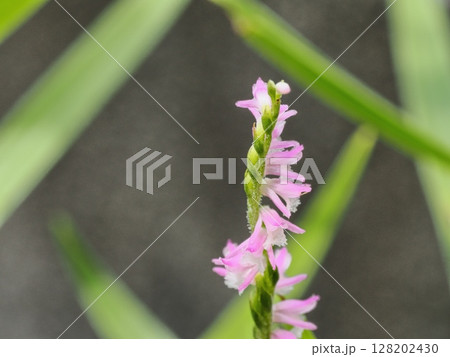 ネジバナの花 ネジバナの花 128202430