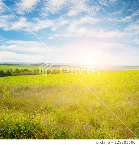 Sunrise over beautiful summer field with colorful flowers in the foreground and blue sky with clouds. Sunrise over beautiful summer field with colorful flowers in the foreground and blue sky with clouds. 128203506