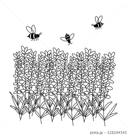 Bee pollinating lavender flowers composition. Vector graphic line illustration. For poster, invitation, backdrop, ad, sale promotion, print for t-shirt decorations, stickers, logo, menu, various Bee pollinating lavender flowers composition. Vector graphic line illustration. For poster, invitation, backdrop, ad, sale promotion, print for t-shirt decorations, stickers, logo, menu, various 128204543