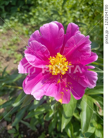 Pink peony flower in a garden in a close-up representing beauty and nature 128204780
