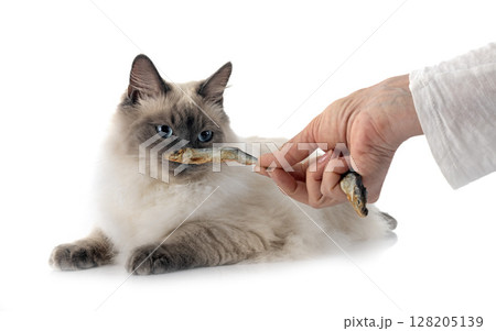siberian cat in studio 128205139