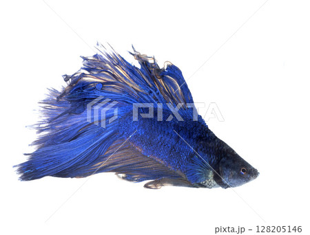 Siamese fighting fish in studio Siamese fighting fish in studio 128205146