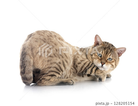 bengal cat in studio bengal cat in studio 128205154