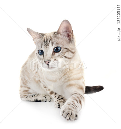 bengal cat in studio bengal cat in studio 128205155