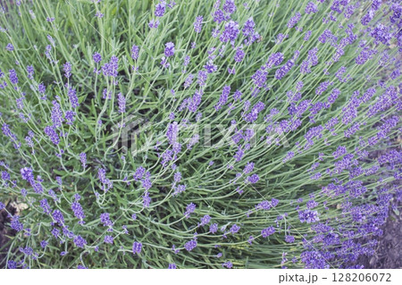 Lavender flowers bloom in a lavender field. Beautiful lavender field in summer. Lavender flowers bloom in a lavender field. Beautiful lavender field in summer. 128206072
