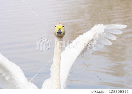 羽ばたく北海道の春に訪れるハクチョウ 128206535