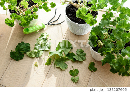 Pruning of cuttings and shoots of geranium and pelargonium in the spring. Pelargonium seedlings at home 128207606