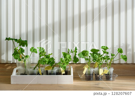 Cuttings and shoots of geranium and pelargonium plants standing at soil. Pelargonium seedlings at home Cuttings and shoots of geranium and pelargonium plants standing at soil. Pelargonium seedlings at home 128207607