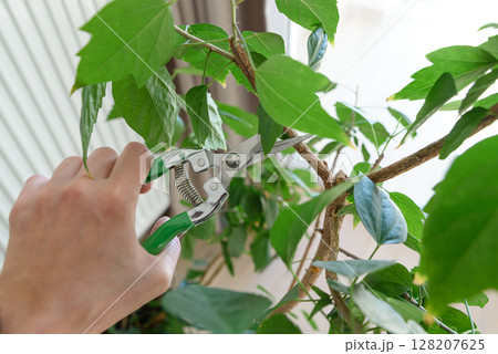 Woman cuts off a leaves with a pruner from hibiscus tree surrounded by lush greenery. Gardening concept 128207625