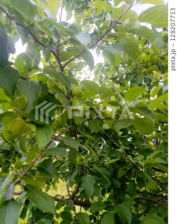 Green apples on a branch in a realistic style, in green and leafy colors, representing summer and growth Green apples on a branch in a realistic style, in green and leafy colors, representing summer and growth 128207713