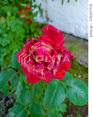 Wilting red rose in a dramatic macro style, in crimson and green colors, representing lost love or the end of a cycle 128207718