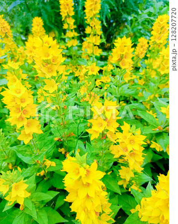 Yellow flowers in a dense cluster style, in bright yellow and green colors, representing abundance and cheerfulness 128207720