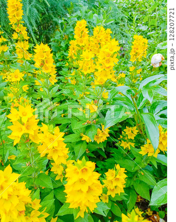 Yellow flowers in a close-up style, in yellow and green colors, representing happiness and summer gardens Yellow flowers in a close-up style, in yellow and green colors, representing happiness and summer gardens 128207721