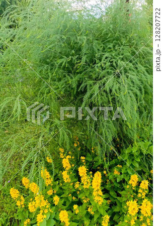 Asparagus fern and yellow loosestrife in a natural style, in green and yellow colors, representing a lush garden and vibrant growth 128207722