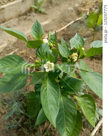 A pepper plant with white blossoms in a garden representing the start of a harvest A pepper plant with white blossoms in a garden representing the start of a harvest 128207775