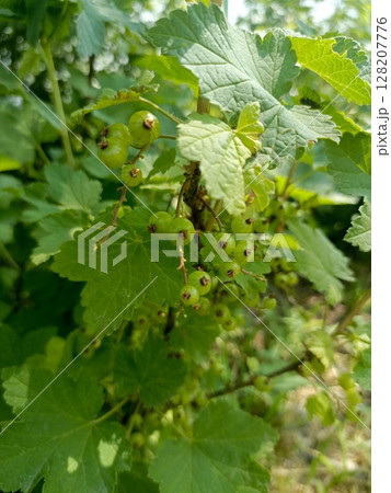 A cluster of unripe green currants on a bush representing growth and the summer season A cluster of unripe green currants on a bush representing growth and the summer season 128207776